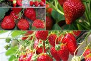 Pripada rodu jagoda (Fragaria vesca spp. alpina 'Rugen'), Rugen je sorta alpske jagode. Rugen raste kao višegodišnja biljka i predstavlja voće. Budući da je višegodišnja, najbolje raste tokom nekoliko godina (otprilike 3 godine i više). Rigen je poznat po tome što raste do visine od približno 25,0 cm (to je 9,75 inča u imperijalu).

Pripremite zemljište:
Jagode ne vole vlažne korene, preferiraju dobro drenirano mesto sa poželjno blago kiselom, srednjom ilovačom. Podnose senku, ali uspevaju na suncu. Izbegavajte džepove od mraza i zaštitite rano cveće preko noći, hortikulturnim runom. Da biste izbegli nakupljanje bolesti, uzgajajte jagode na drugoj parceli svake tri godine. Dodajte mnogo dobro istrulilog stajnjaka, dobro ga okrenite tako da korenje zapravo ne dodiruje stajnjak i dodajte Grovmore u proleće.

Setva:
Sejte u jesen ili proleće na maksimalno 5°C (41°F), koristeći dobro drenirani kompost.
Sadite u proleće ili u ranu jesen. Ako je u proleće, otkačite biljke u prvoj sezoni da biste omogućili da se korenje uspostavi. Krune treba da budu u nivou tla, na udaljenosti od 40 cm (16 in) u redu sa 1 m (3 stope) između redova. Mnogi baštovani uzgajaju jagode kroz crni polietilen kako bi voće zadržalo van zemlje. Ovo takođe suzbija korov, čuva vodu i sprečava prskanje zemlje po plodovima. U suprotnom, ugurajte slamu ili kamenje ispod rešetki koje se razvijaju.

Težnja:
Prilikom zalivanja nemojte kvasiti plodove jer će se razviti botritis, pa koristite kantu za zalivanje i nežno zalivajte blizu kruna. Nemojte koristiti crevo, jer će to prskati plodove i uslediće bolest. Biljke treba malčirati zimi

Berba:
Nakon konačne žetve, ugurajte sve rezervne vodilice u red da popunite praznine ili zamenite stare biljke. Uklonite sve neželjene trkače. Odrežite preostalo lišće na oko 10 cm iznad krune kako biste omogućili novim listovima da prođu. Temeljno zalijte i hranite višenamenskim đubrivom.
